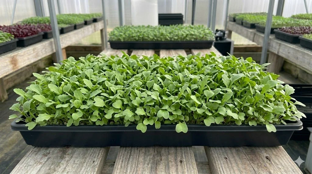 Wild (Sylvetta) Arugula