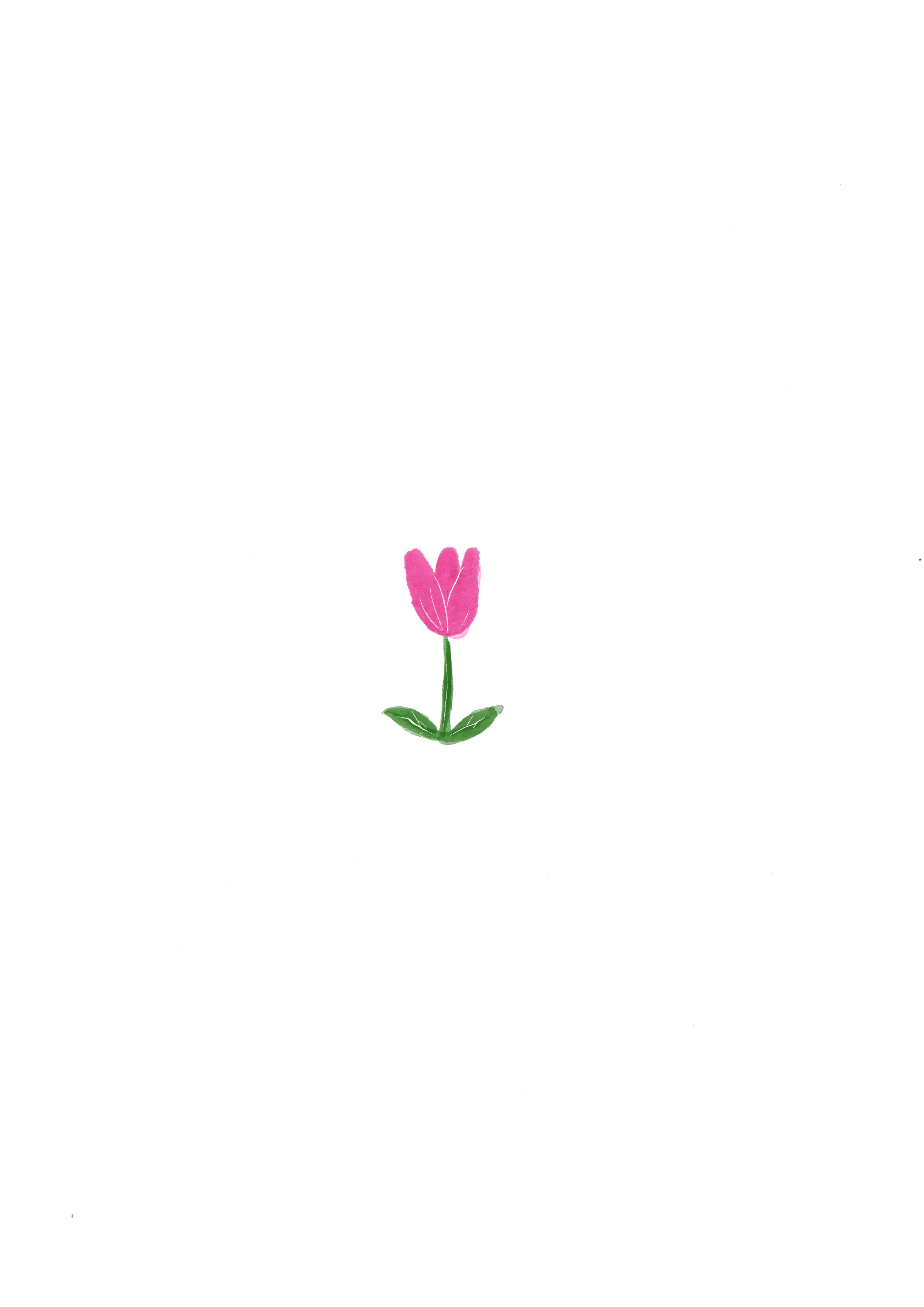 A pink tulip flower with green leaves growing out of the soil.