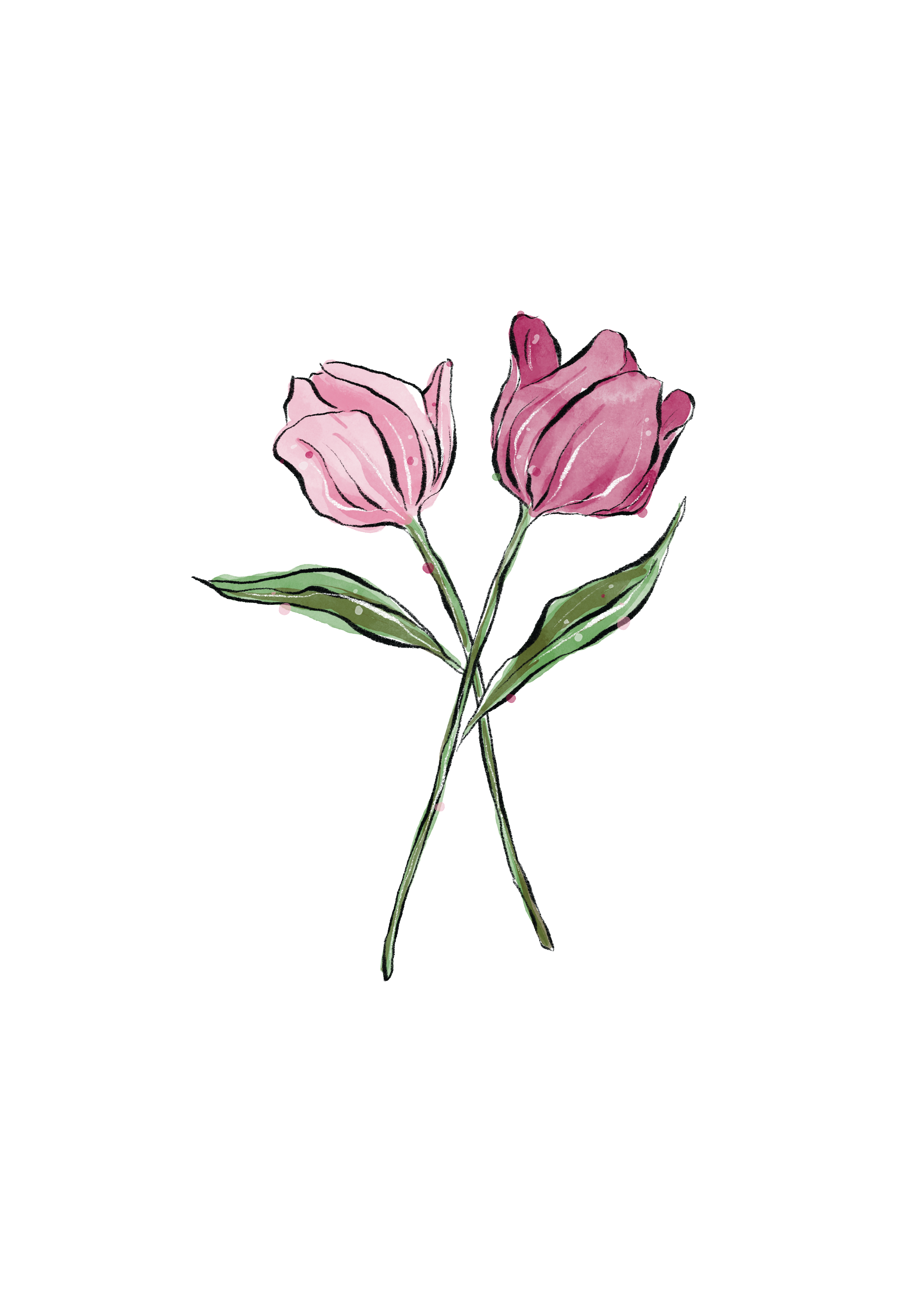 Two pink tulip flowers with green leaves and stems.