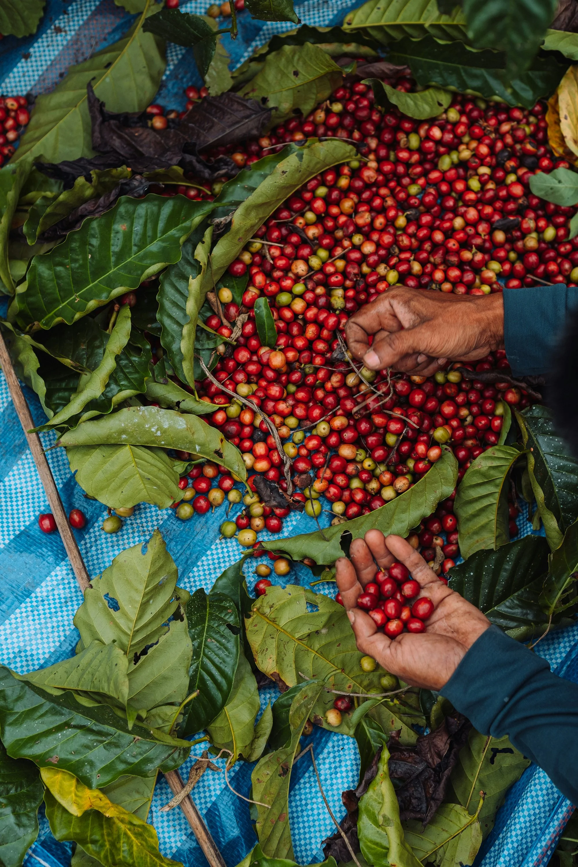 Understanding Coffee Origins: Why Country Matters