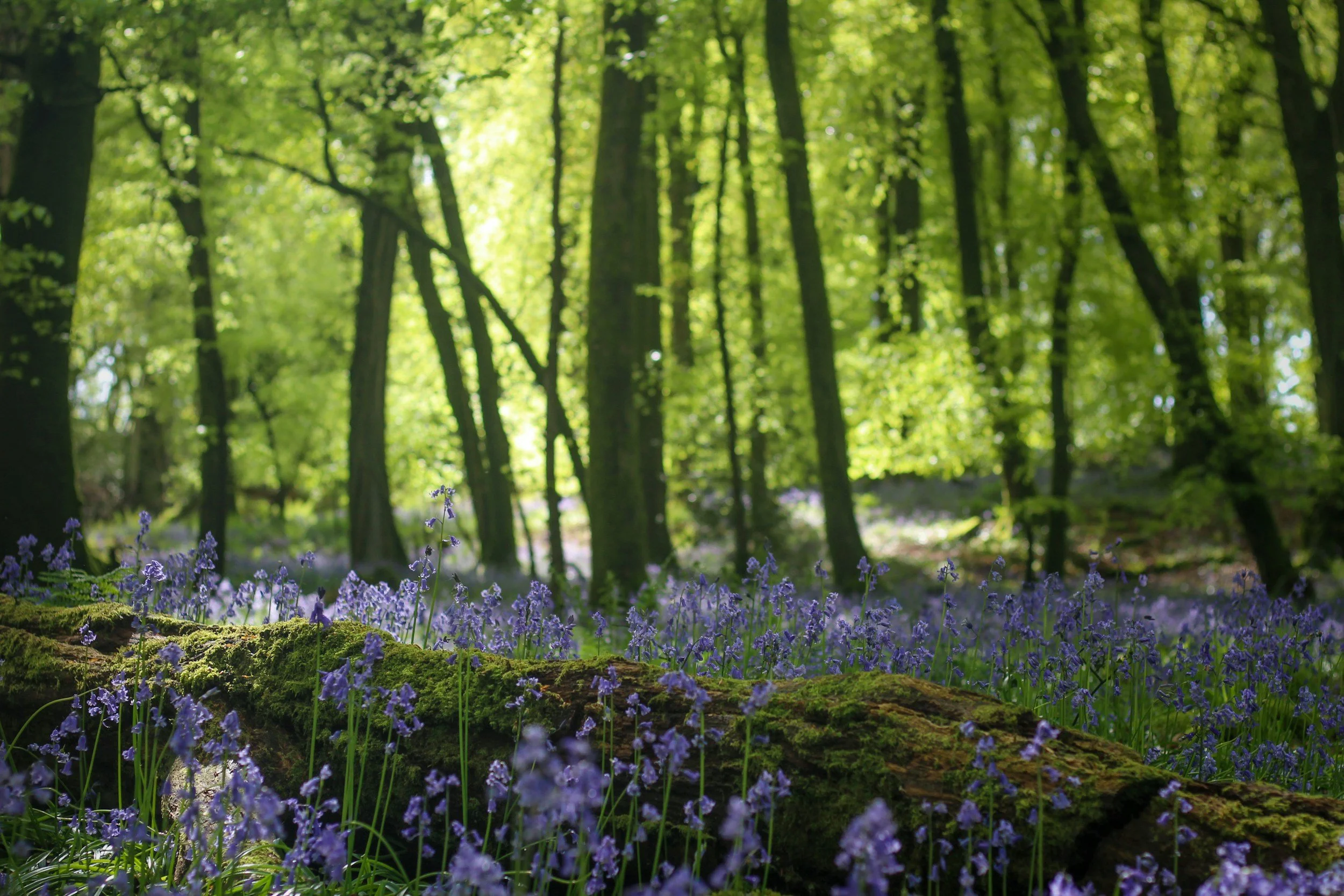 A forest scene with tall trees and bright green leaves, with a carpet of purple flowers in the foreground.