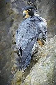 Close-up of a falcon perched on a rocky surface, showing its back and head turned to the side.