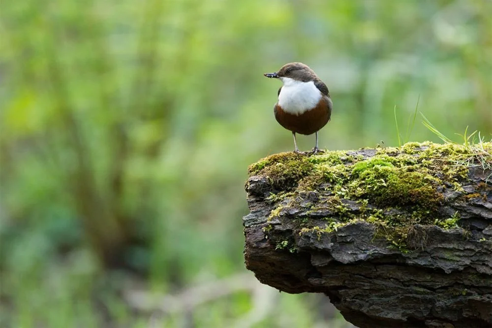 A small bird with brown and white feathers standing on a mossy tree branch in a lush green forest.