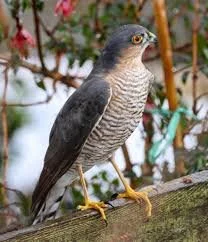 A bird of prey perched on a wooden branch outdoors with foliage in the background.