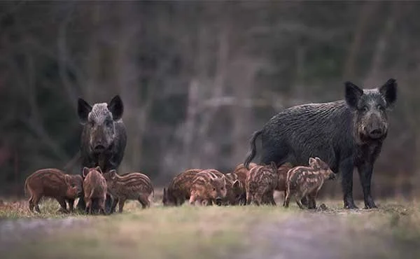 A group of wild boars, including adults and piglets, walking in a forested area.