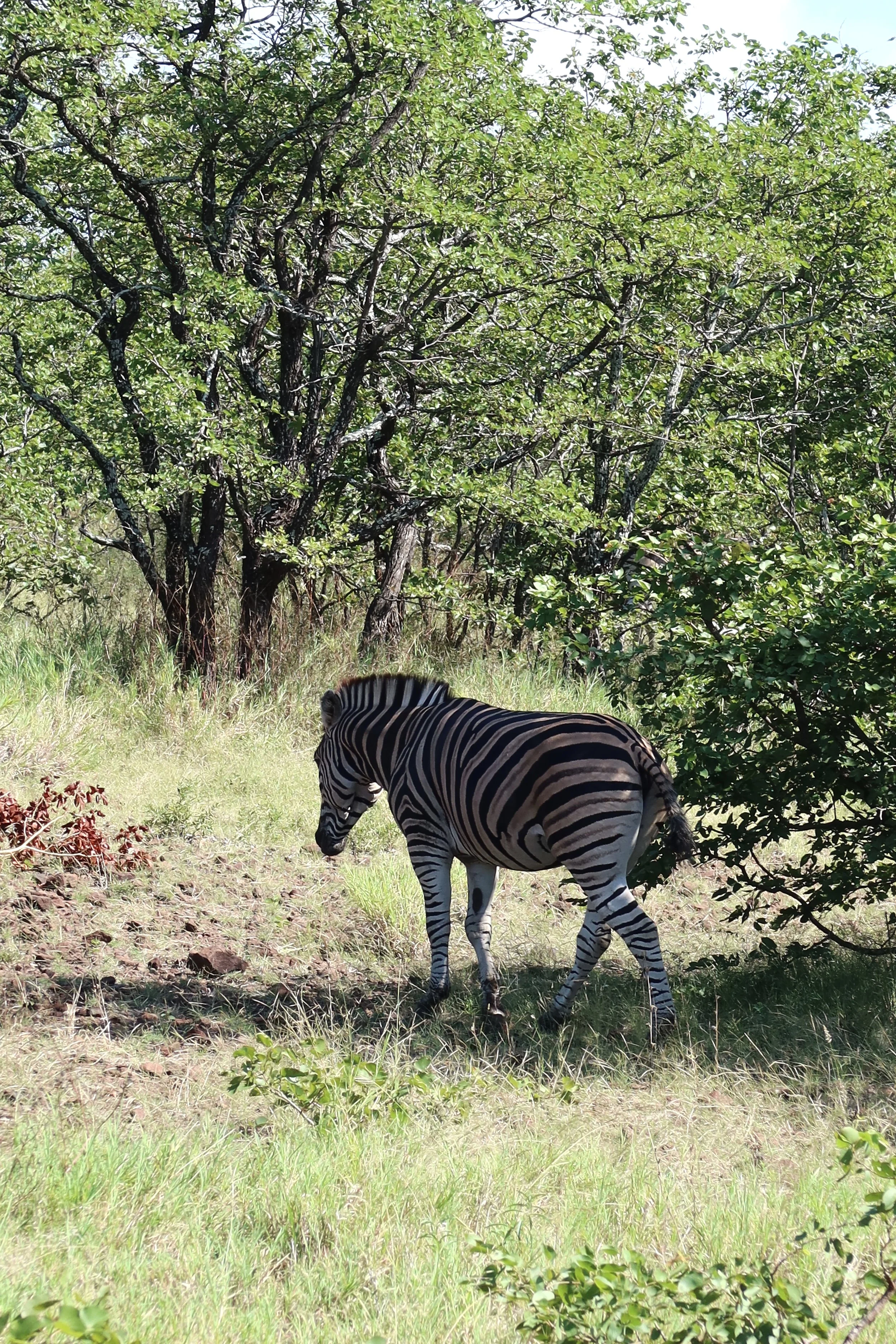 IMG_1182 Afrika.jpg