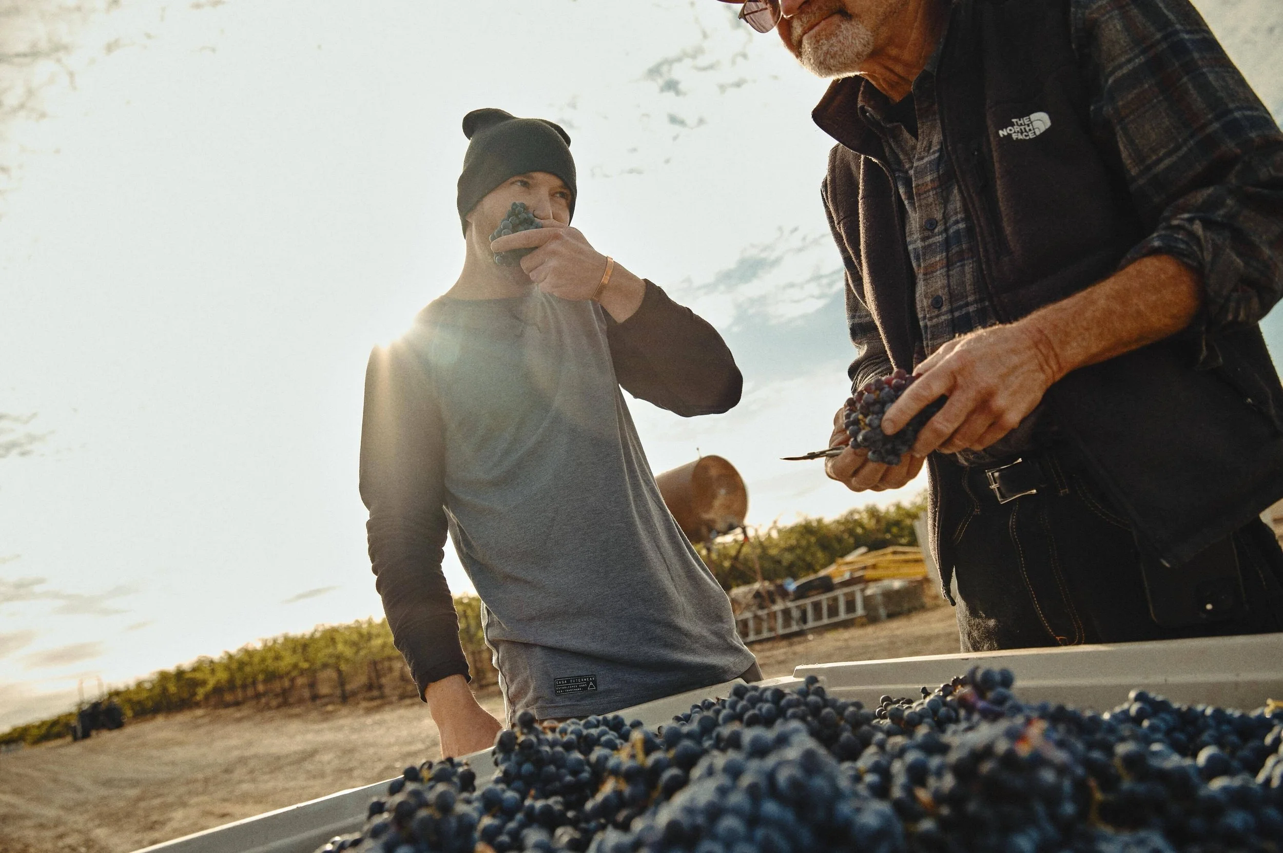 Harvest Update: It's Almost Syrah Time on Red Mountain