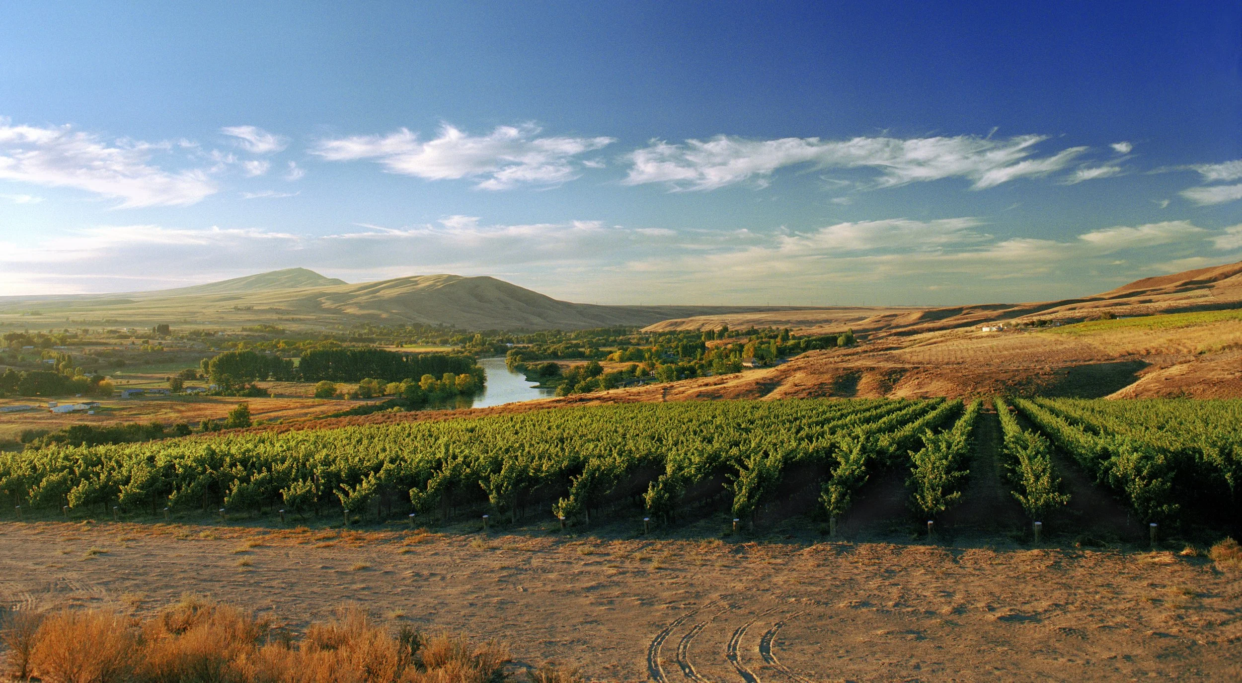 Vineyard on Red Mountain AVA, Washington, showcasing the sun-drenched terrain and sandy loam soils that define the region's bold red wines. Courtesy of Kiona Vineyards and Winery.