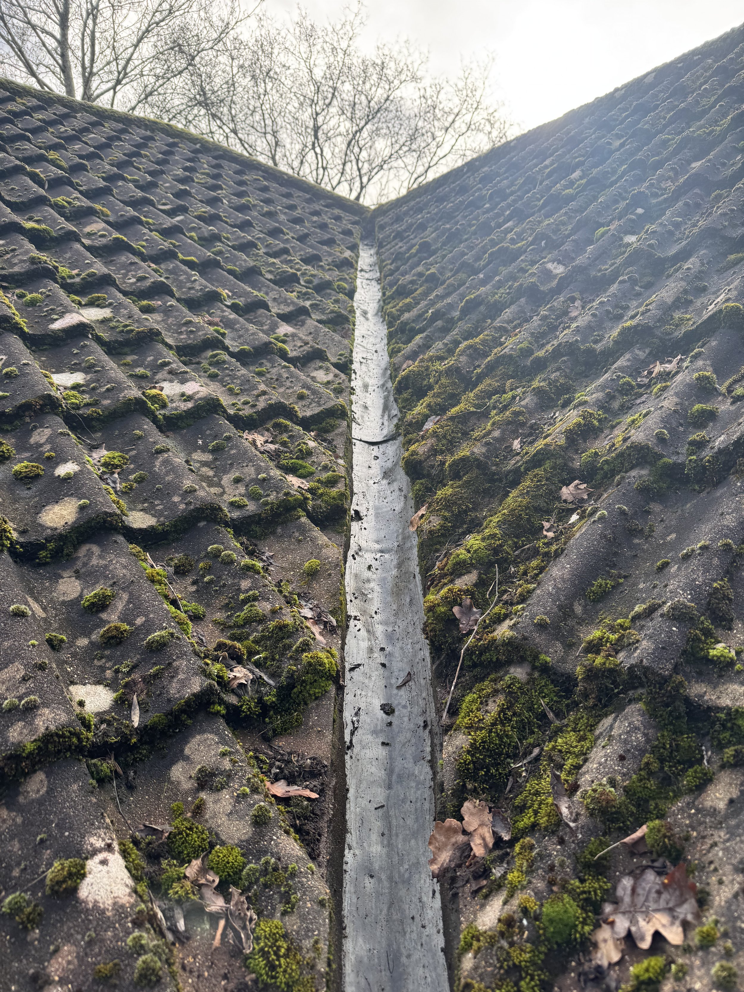 Close-up view of moss-covered roof tiles with a roof vent in the center and leaf debris, with leafless trees and cloudy sky in the background.