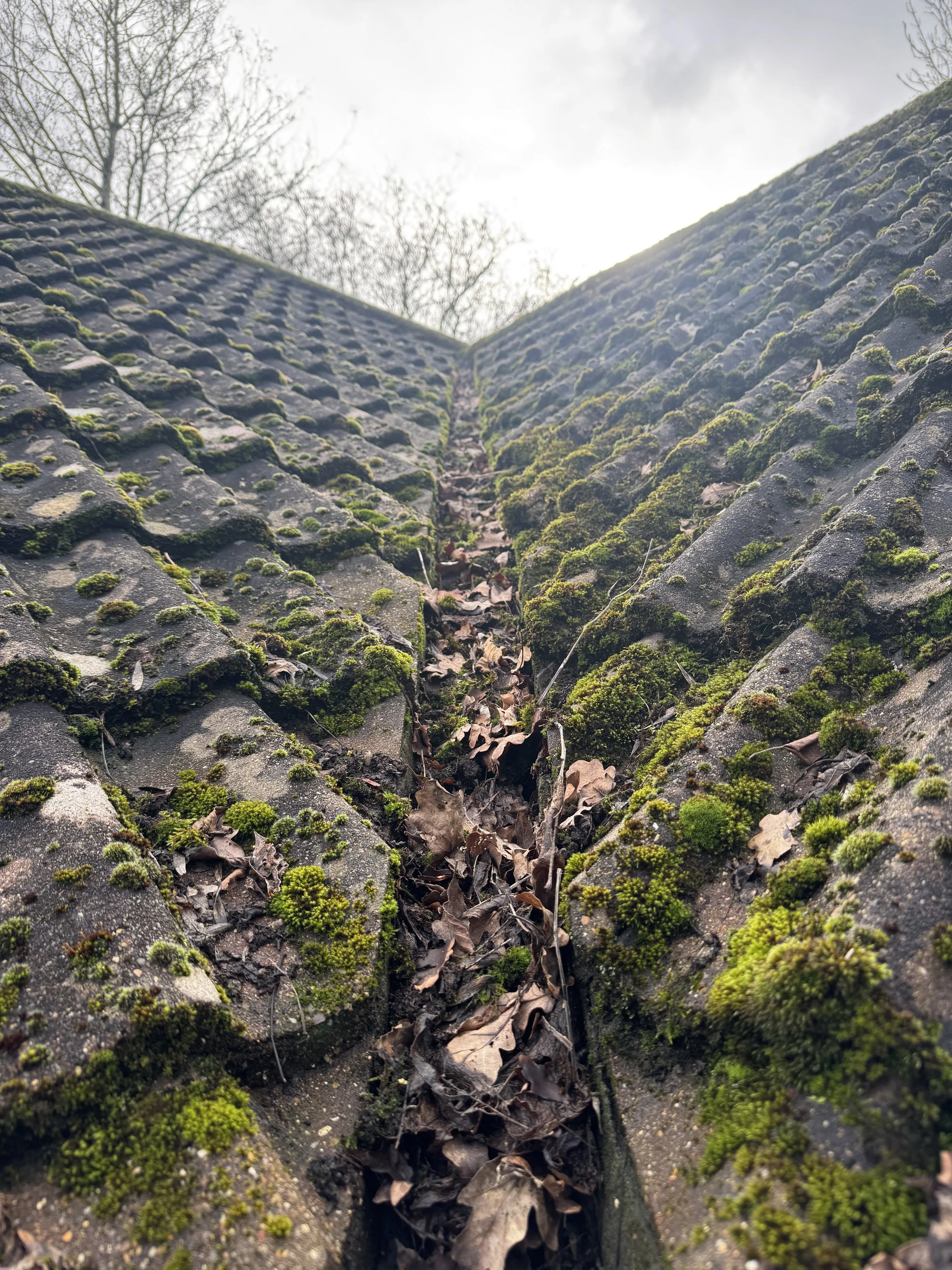 Close-up of moss-covered roof tiles with a narrow channel in the middle filled with dry leaves, moss, and debris, under a cloudy sky with leafless trees in the background.