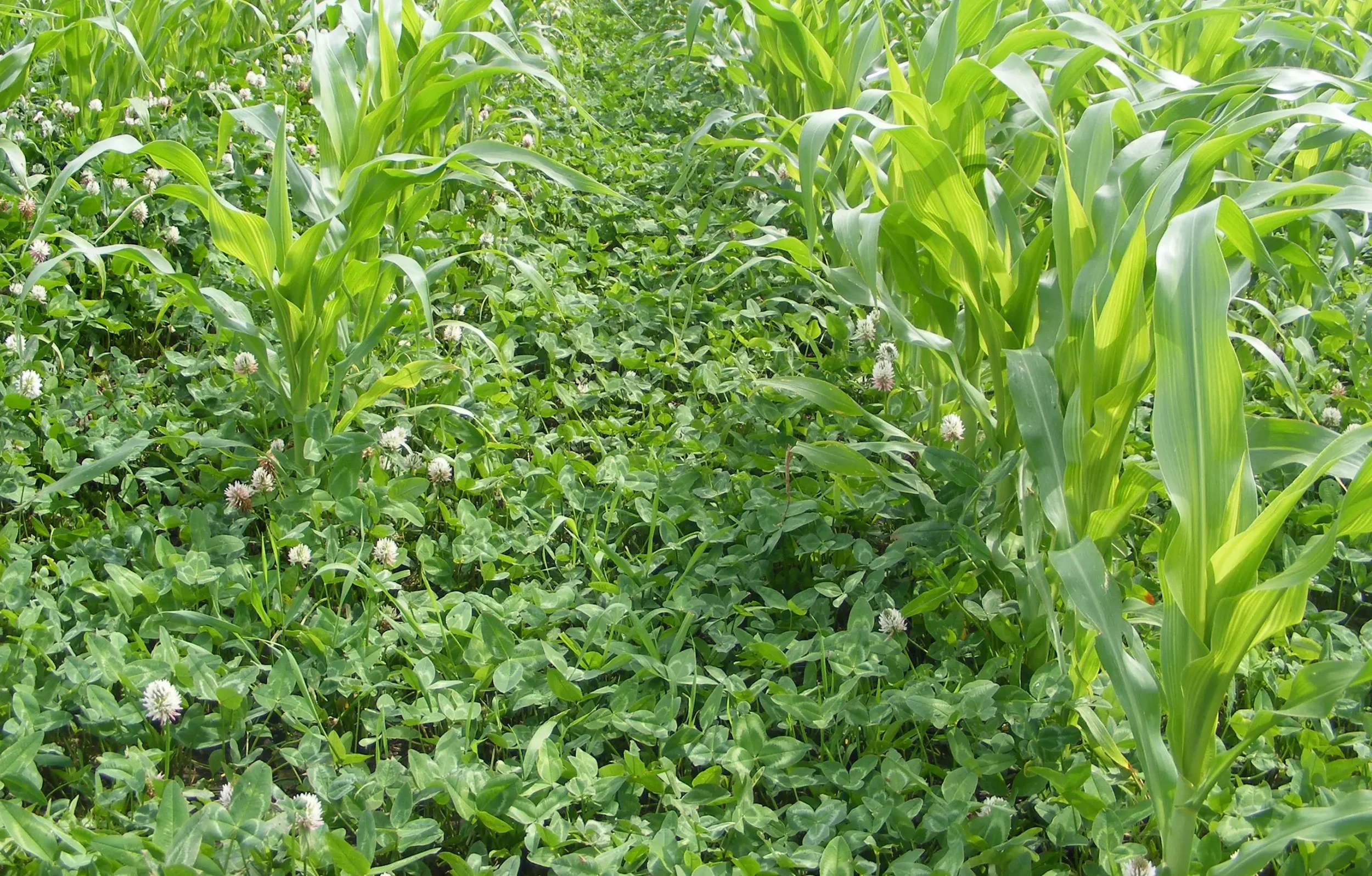 Cover Crop & Clover Seeding by Air