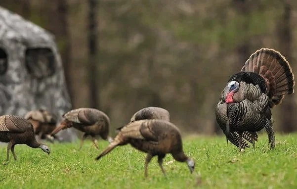 Gobblers 