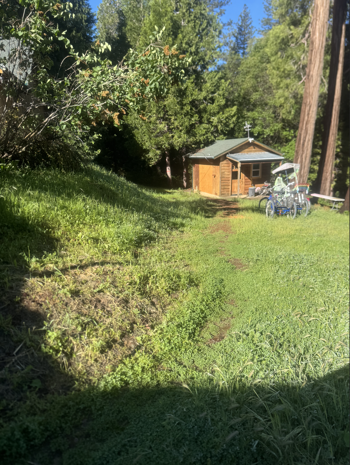 A small wooden shed surrounded by green trees and grass, with bicycles and an umbrella nearby on a sunny day.