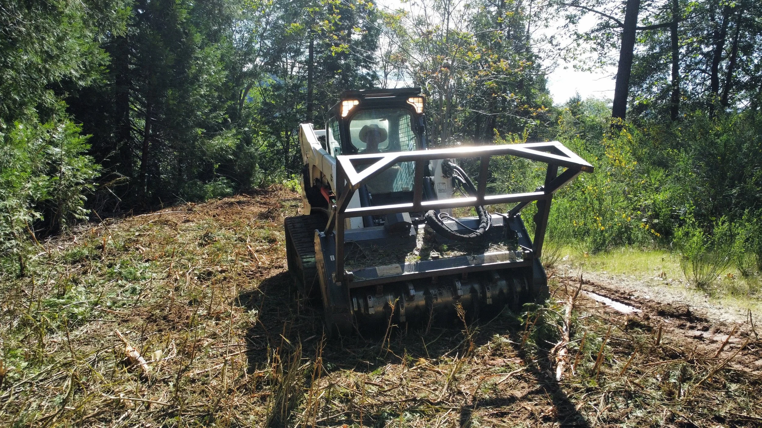 A skid steer loader clearing trees and brush in a forested area with sunlight filtering through the trees.