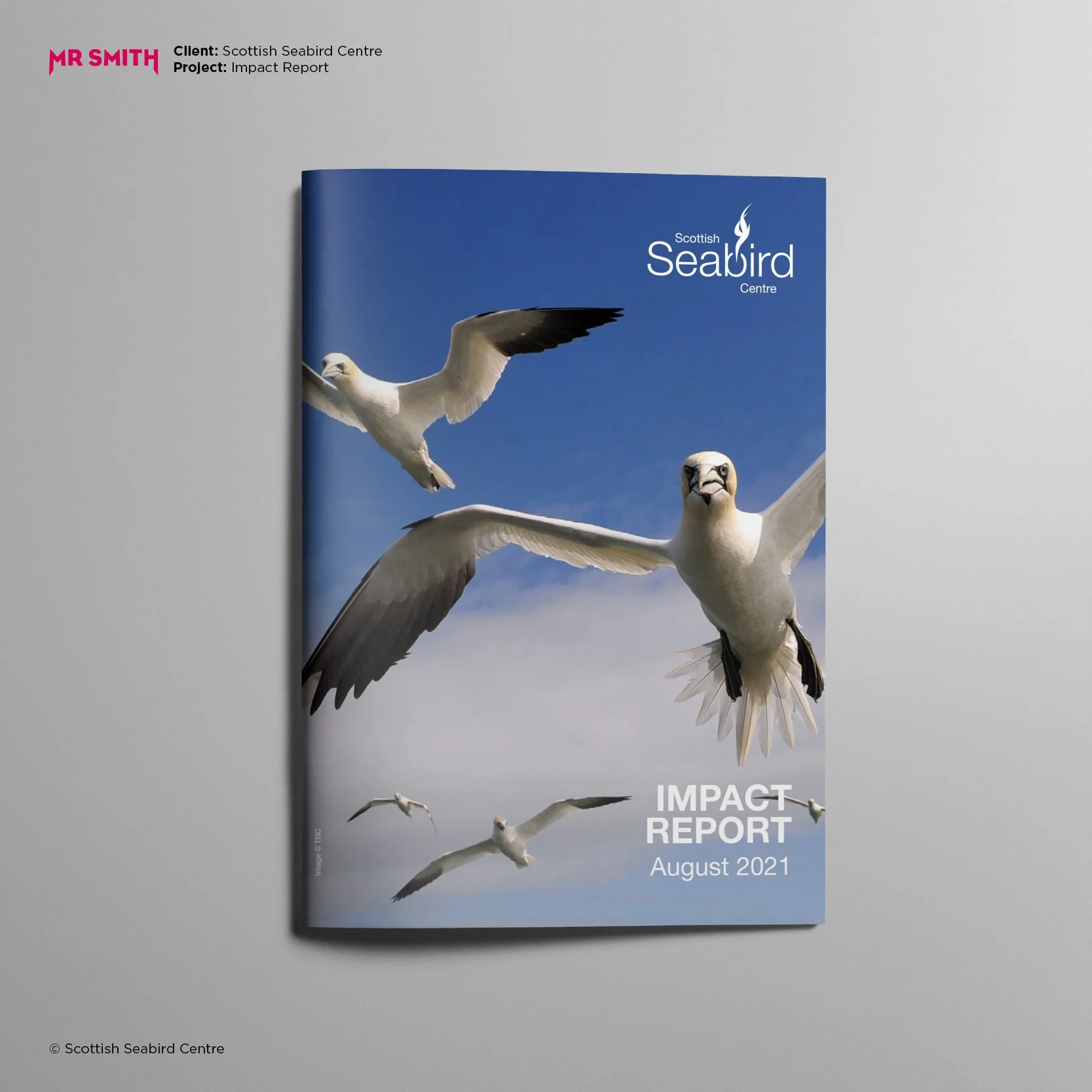 Cover of the Scottish Seabird Centre Impact Report August 2021, featuring a photograph of seagulls flying in a blue sky.