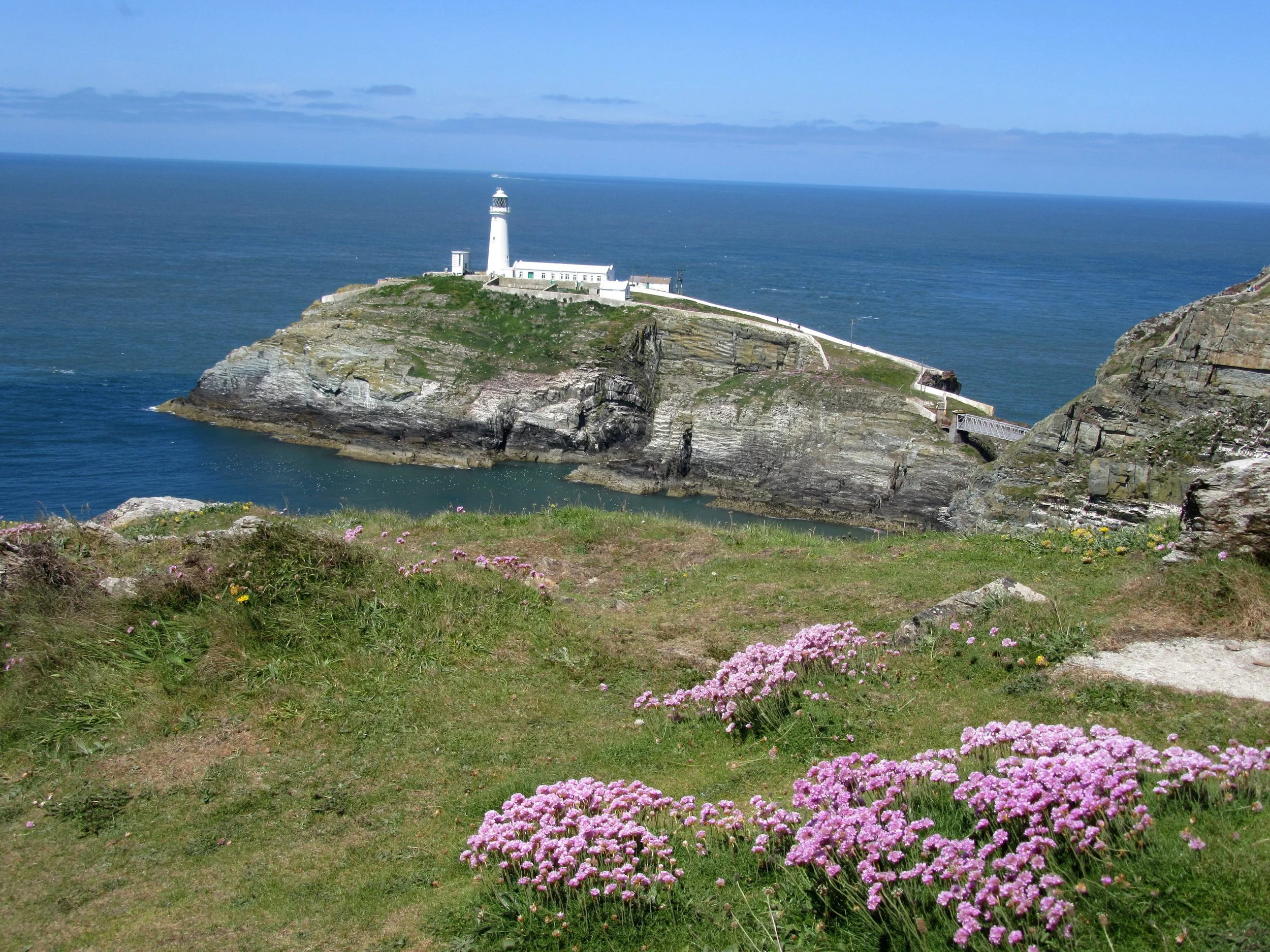 South Stack Lighthouse on its rocky island off Holy Island, with pink sea thrift flowering on the clifftop in the foreground