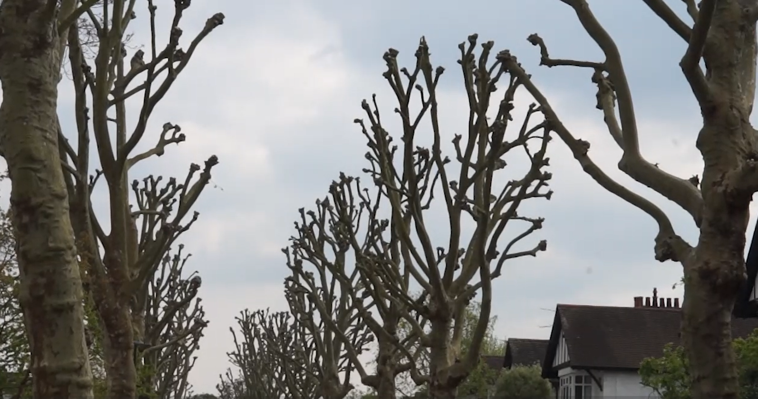 Trees with pruned branches in a residential neighborhood under a cloudy sky.