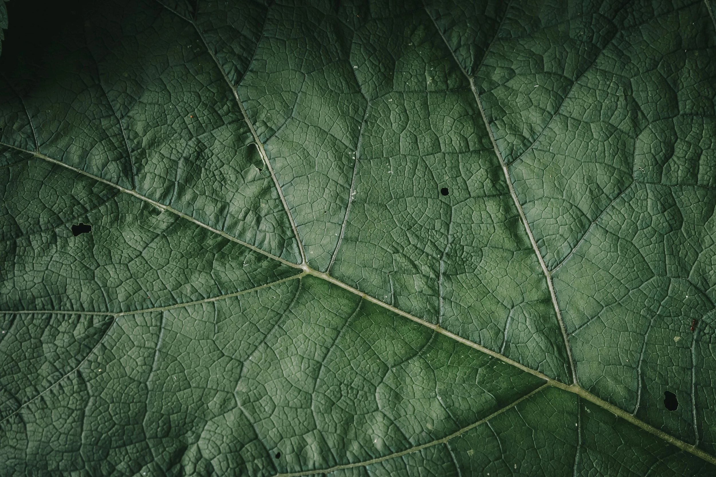 Helen Farr-Leander of Watson &amp; Wolfe talks luxury vegan leather