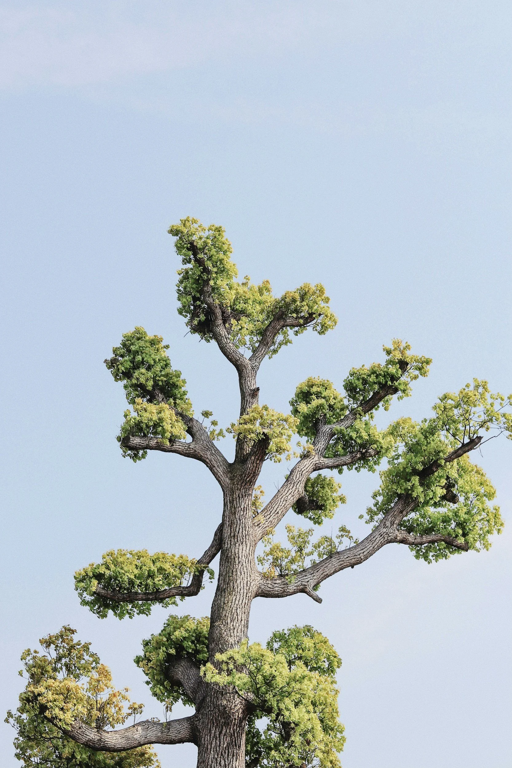 Ein großer Baum mit einer dicken, verzweigten Baumkrone gegen einen blauen Himmel.