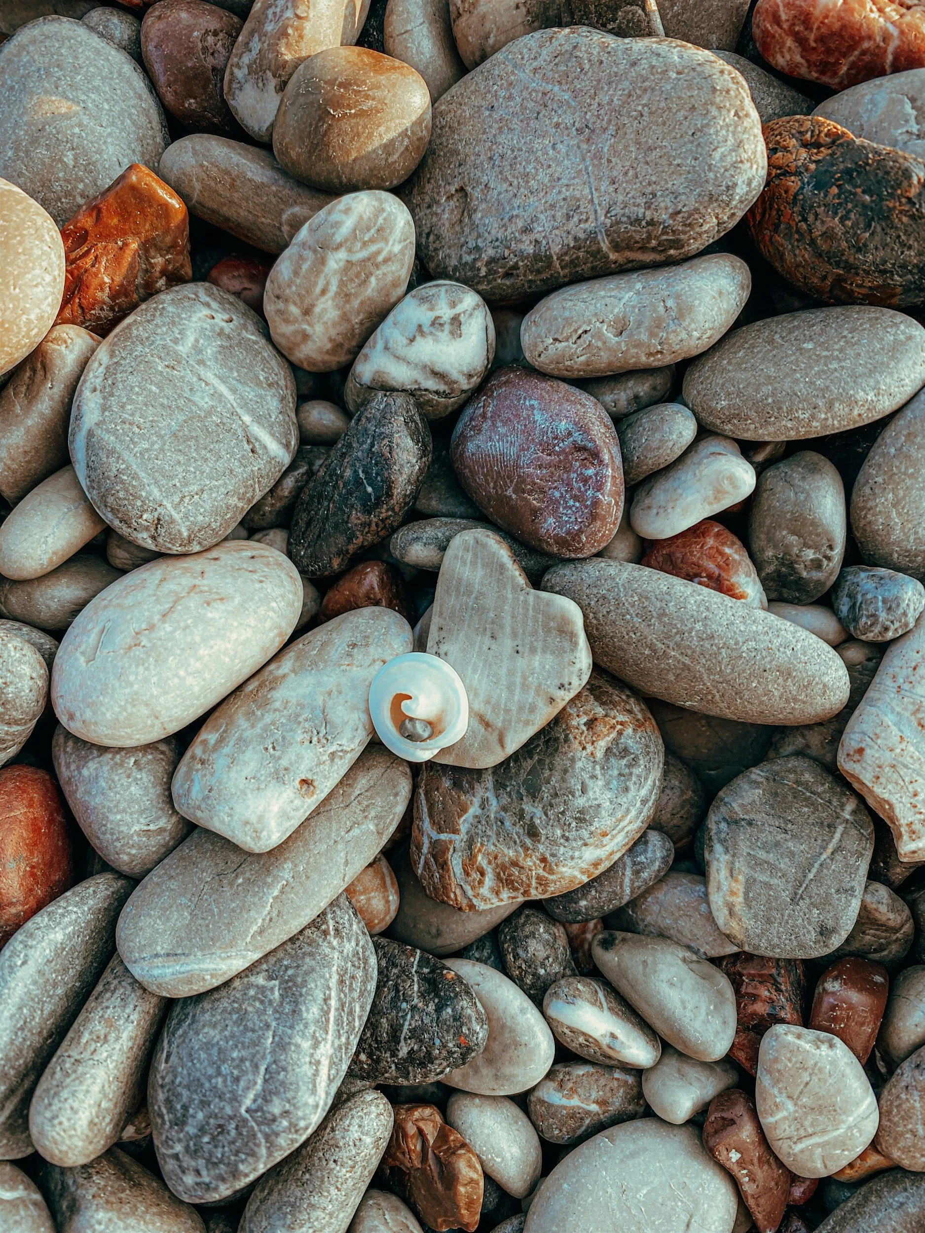 Various smooth, multi-colored river stones and pebbles, with a small seashell among them.