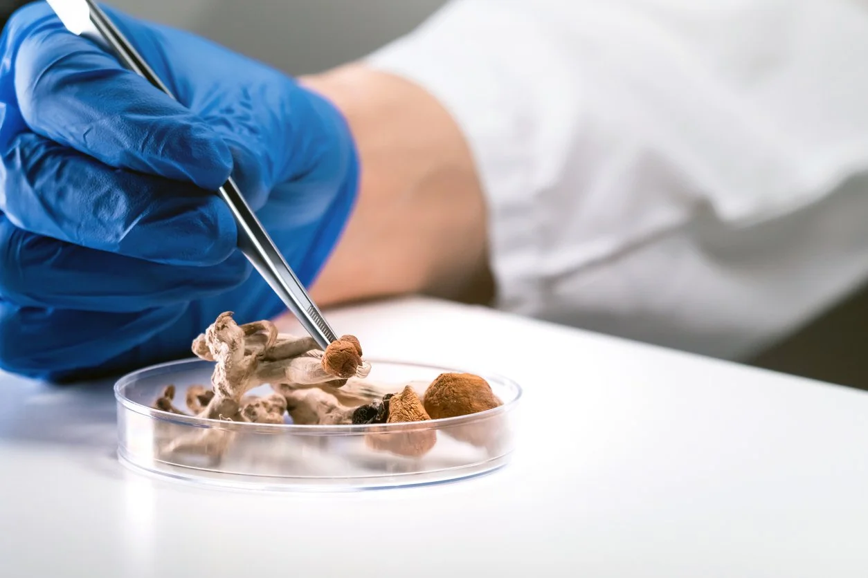 A scientist or researcher wearing blue gloves is using tweezers to handle dried mushrooms or fungi in a petri dish.