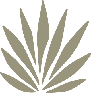 A stylized illustration of a large, pointed, leaf-like plant with multiple long, narrow leaves radiating from the center.