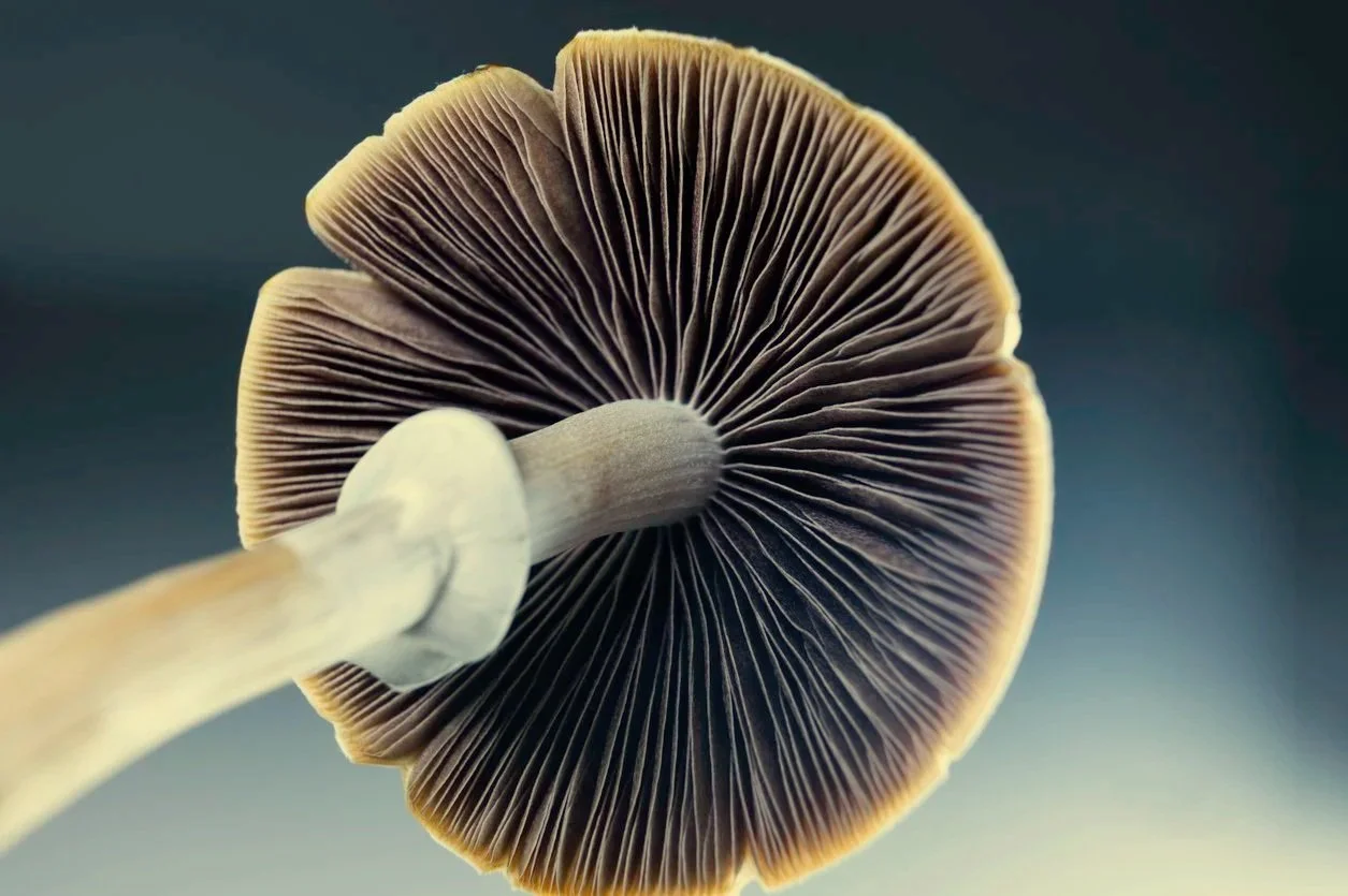 A close-up view of a mushroom's underside showing its gills and stem against a blurred background.