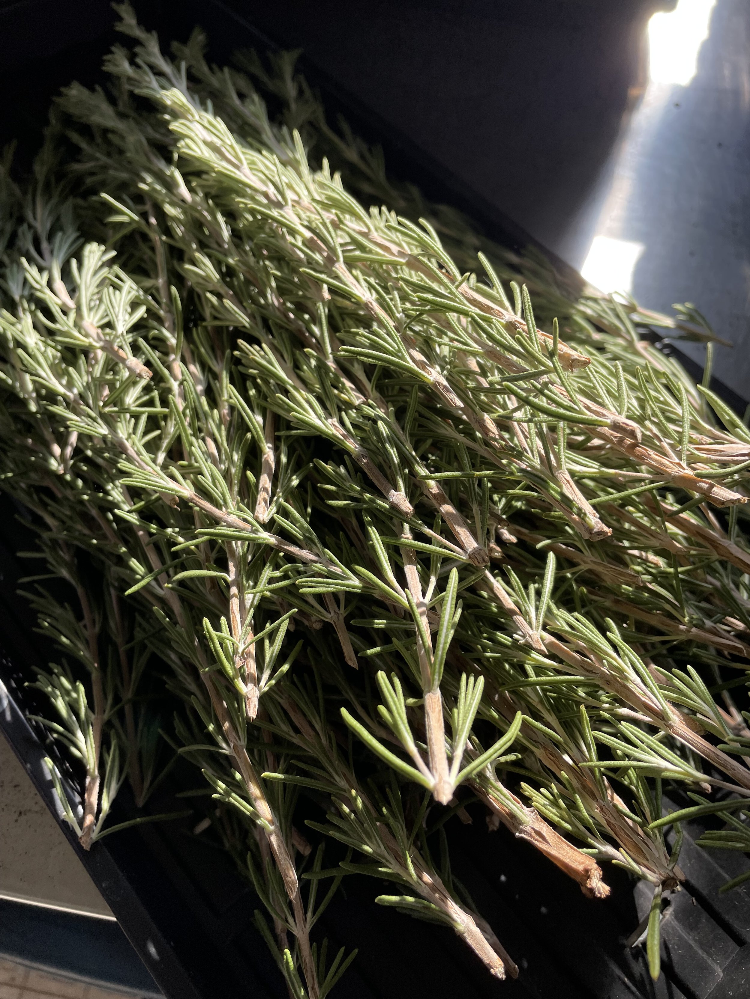 Rosemary   •   Fresh cut,   Strong aroma, Cooking staple