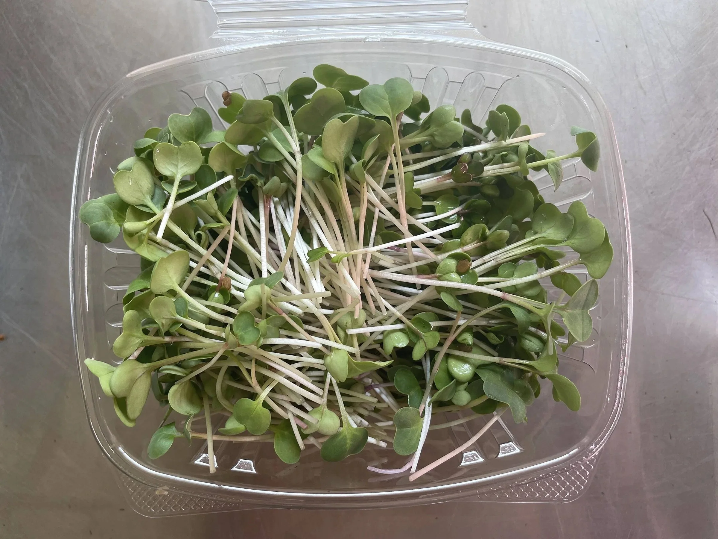 Radish Microgreens   •   Spicy, Bold flavor, Sandwiches & tacos