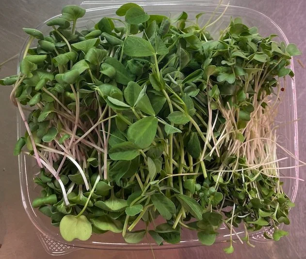 Microgreens Mix  •   Bed of Sunflower with Broccoli, Radish, Peas on top 