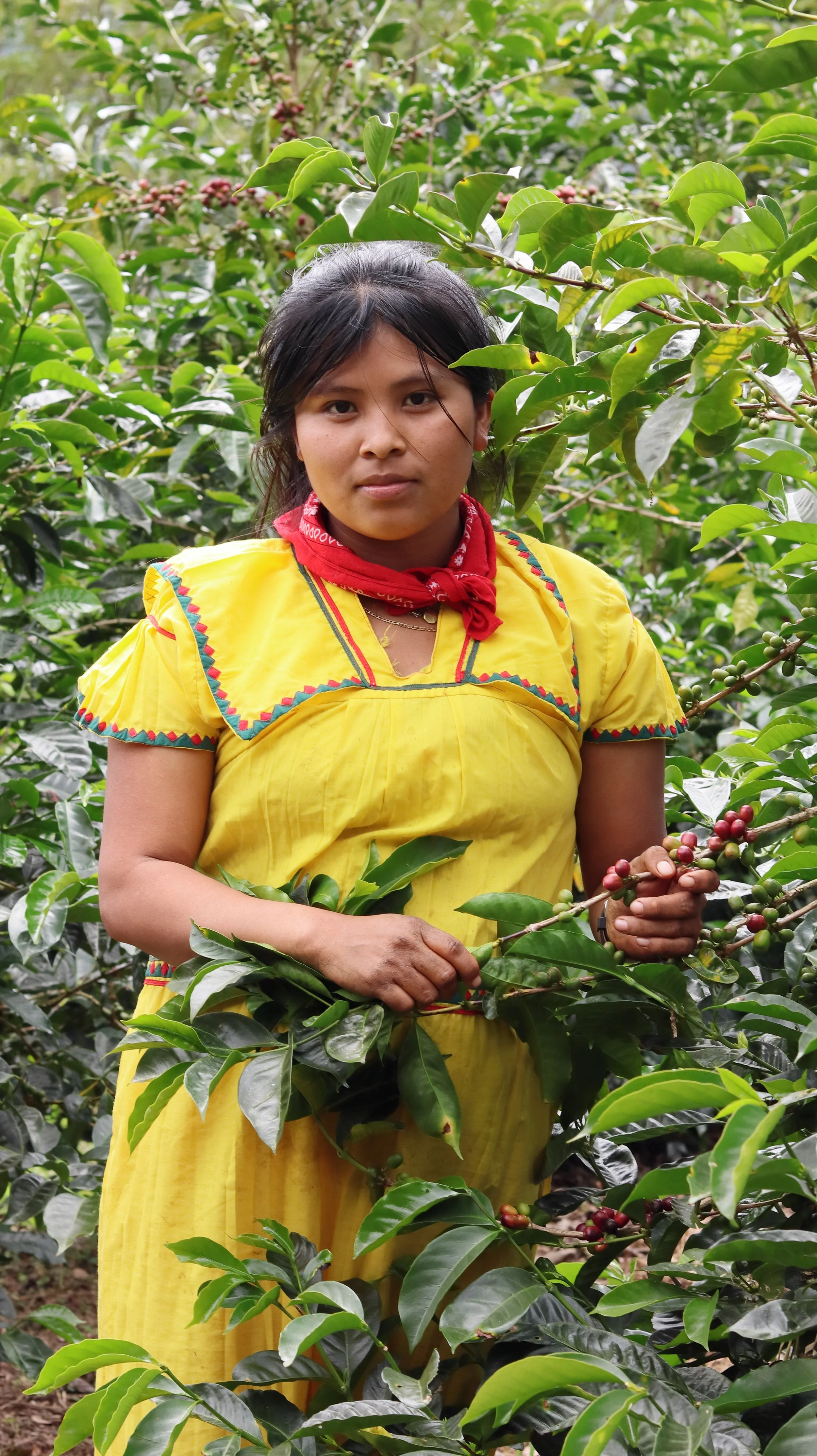 Mujer joven con ropa tradicional amarilla, con un pañuelo rojo, entre plantas de café, cosechando granos de café rojos, en un campo de café.