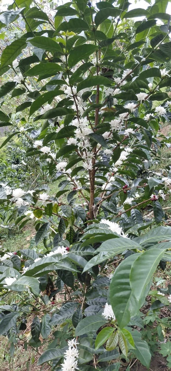 cafe panamá