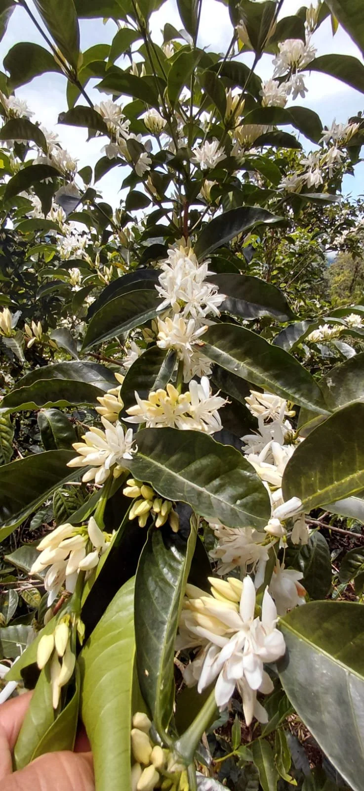 Ramo de flores blancas en un árbol con hojas verdes oscuras y un cielo parcialmente nublado de fondo.