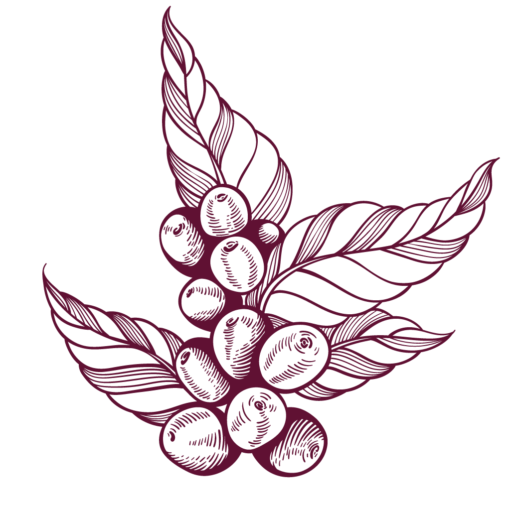 Ilustración de un racimo de granos de café con hojas, en estilo de dibujo lineal de color morado sobre fondo negro.