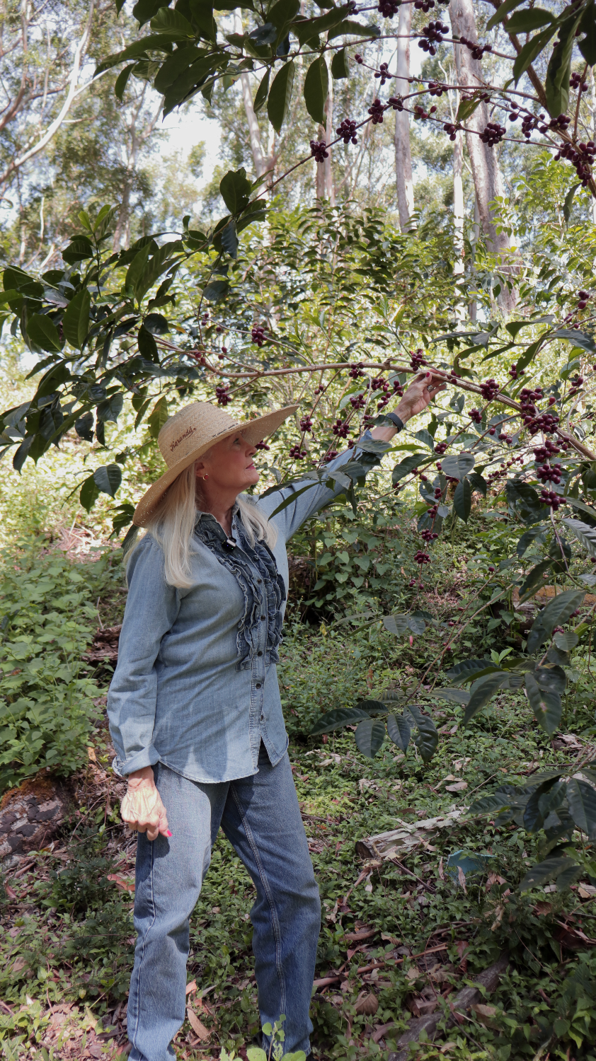 Lilines Arango Specialty Coffee