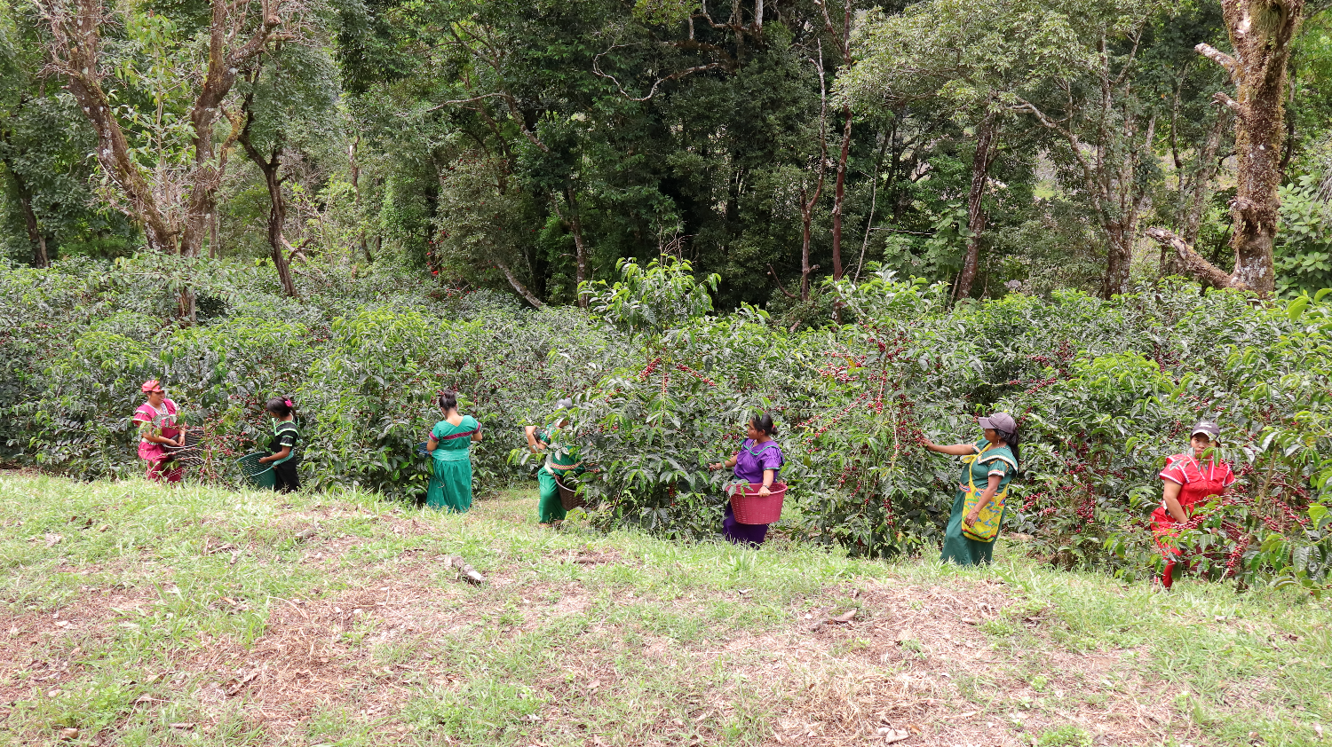 Grupo de mujeres recolectando café en un cafetal rodeado de árboles en un entorno natural.