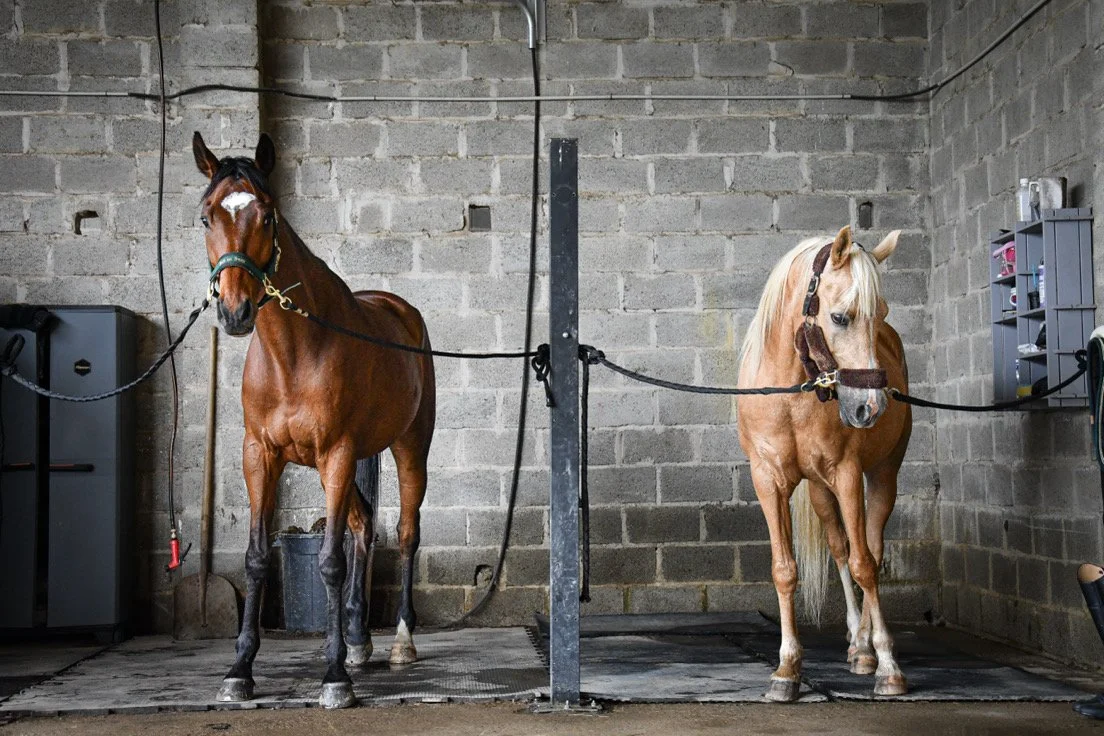 Deux chevaux attachés dans un box de ferme, un cheval marron à gauche et un cheval crème à droite.