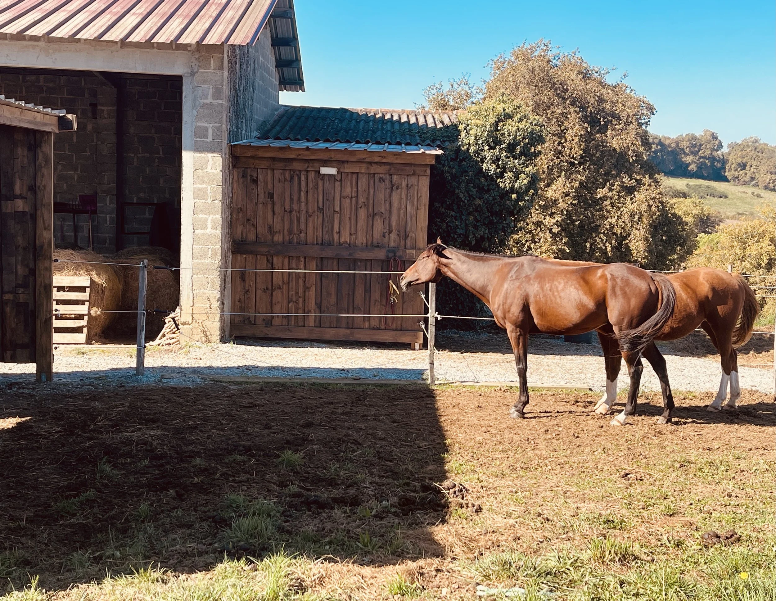 Un cheval brun dans un enclos à la campagne, avec une écurie en arrière-plan et des arbres au loin, sous un ciel bleu clair.