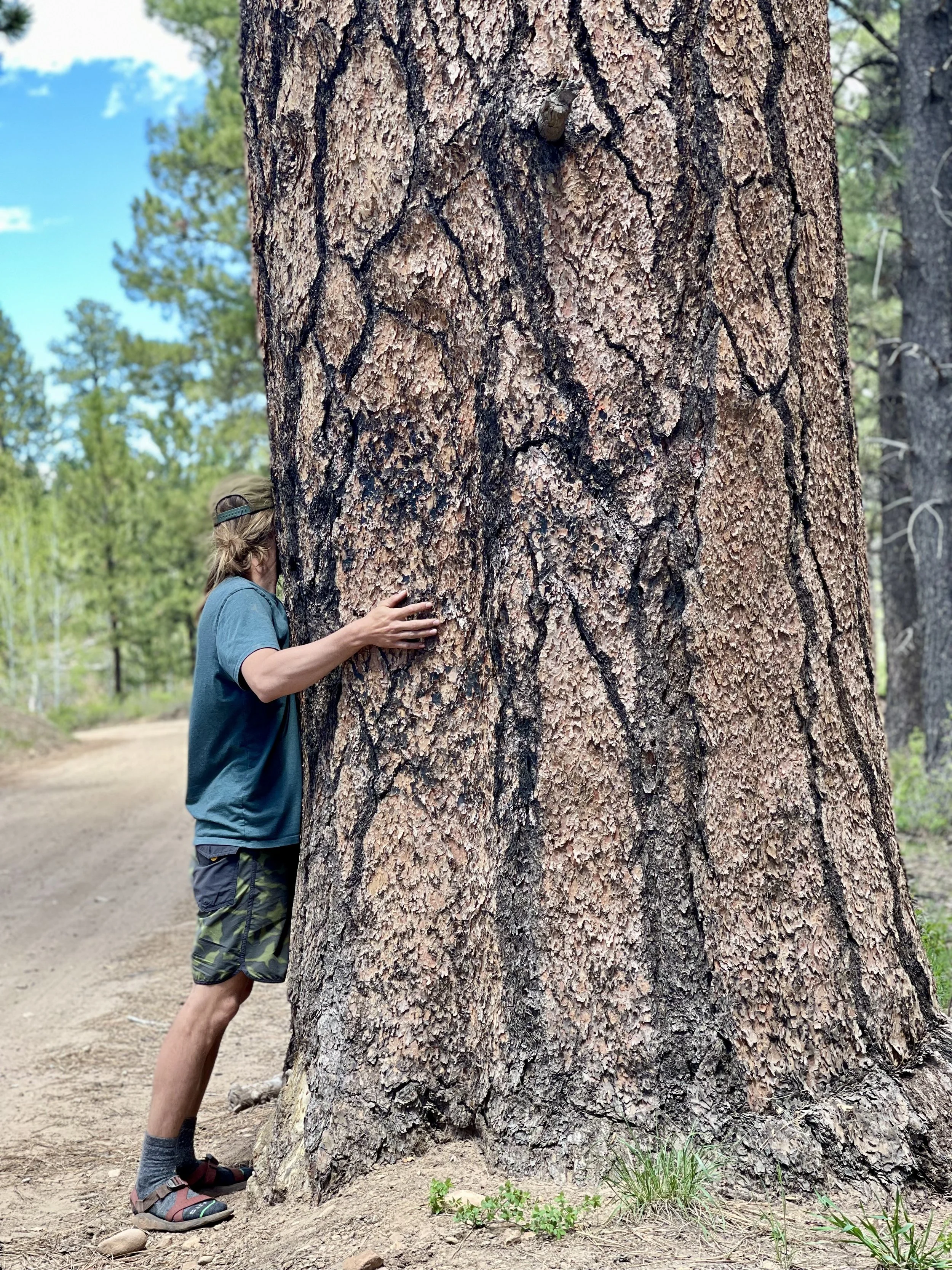 A person with a cap, t-shirt, shorts, and sandals hugging a large tree trunk in a forest with green trees and blue sky in the background.