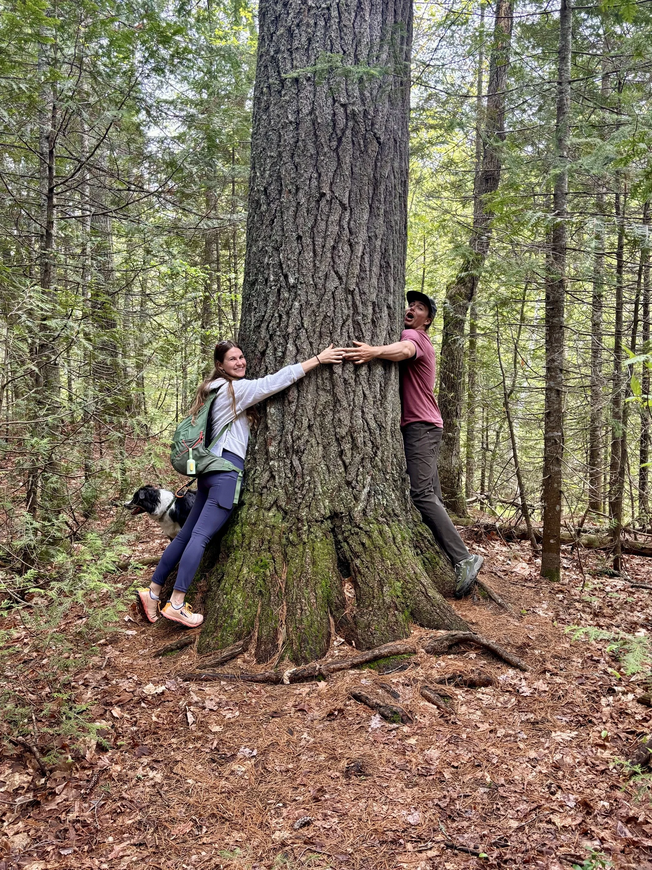 Two people, a woman and a man, hugging a large tree in a forest. The woman is smiling and has a backpack, while the man appears surprised or excited. There is a black and white dog sitting on the ground near the woman.