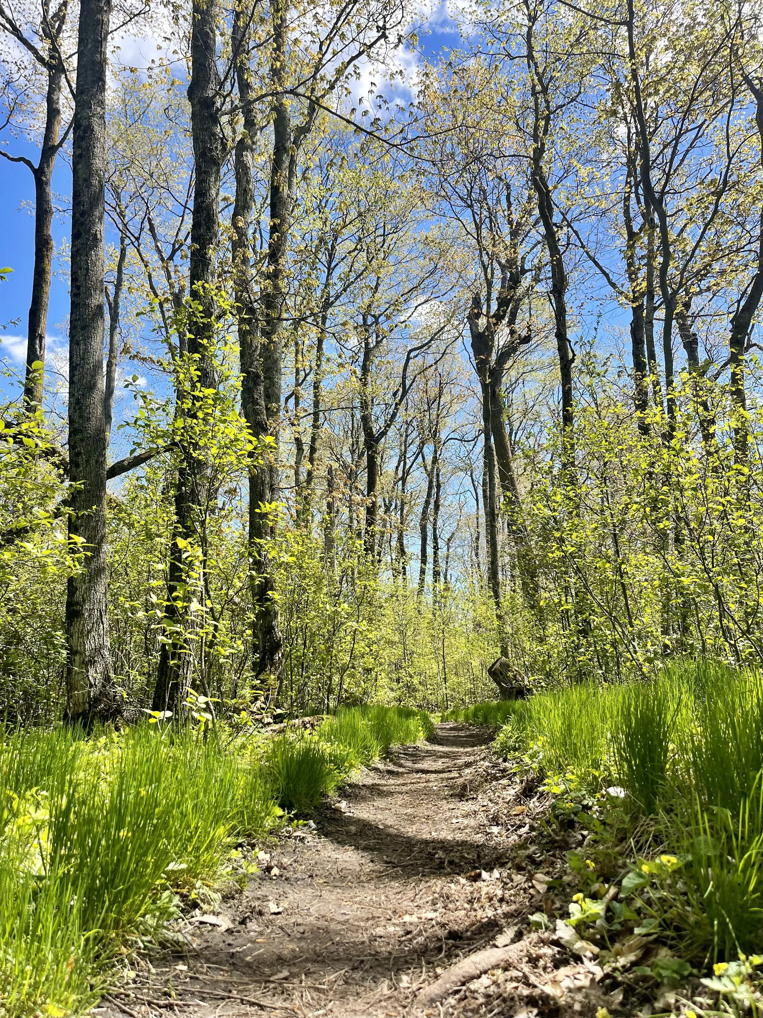 A dirt trail winding through a forest with tall trees and green grass, under a partly cloudy blue sky with sun shining through the leaves.
