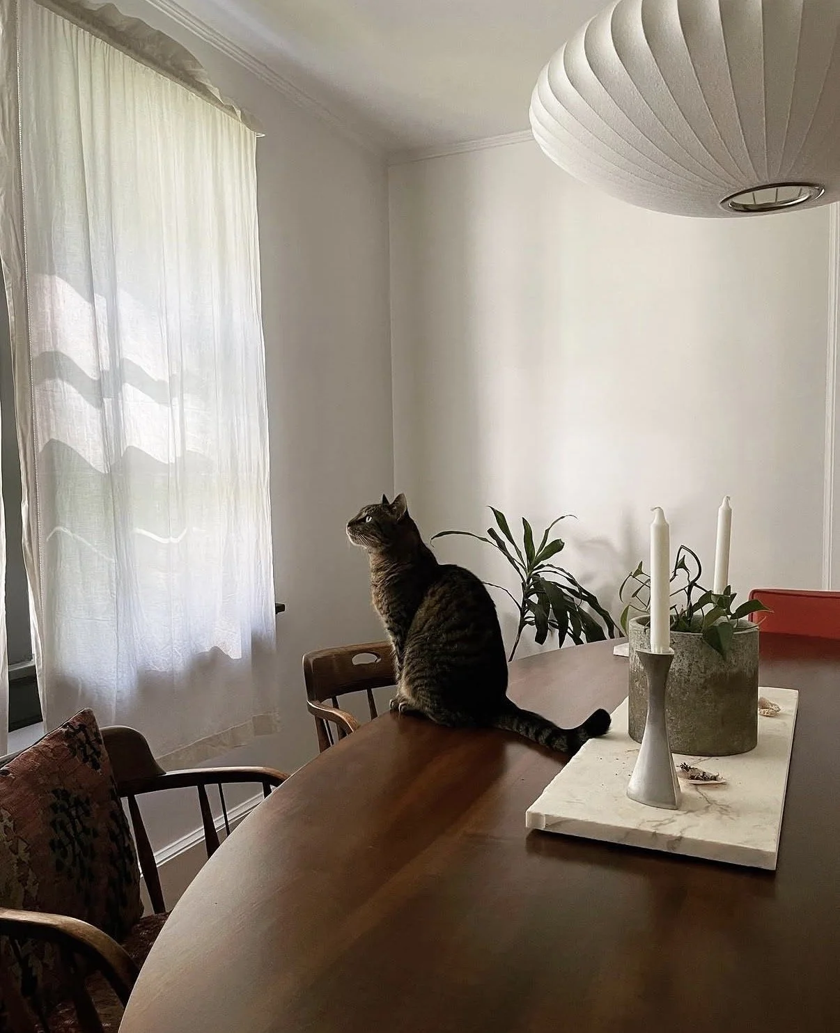 A tabby cat sitting on a wooden dining table near a window with white curtains, looking outside. On the table, there is a white marble tray with two white candles and a potted plant.