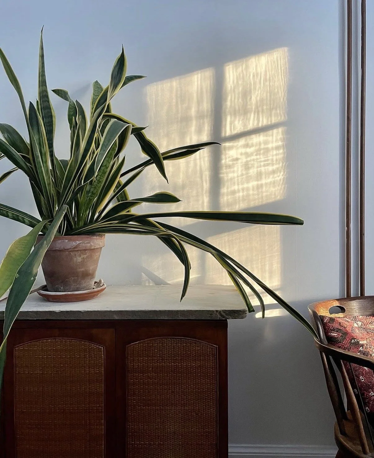 A potted green plant with long leaves on a white marble table, sunlight creating a shadow on a light blue wall, next to a wooden chair with a patterned cushion.