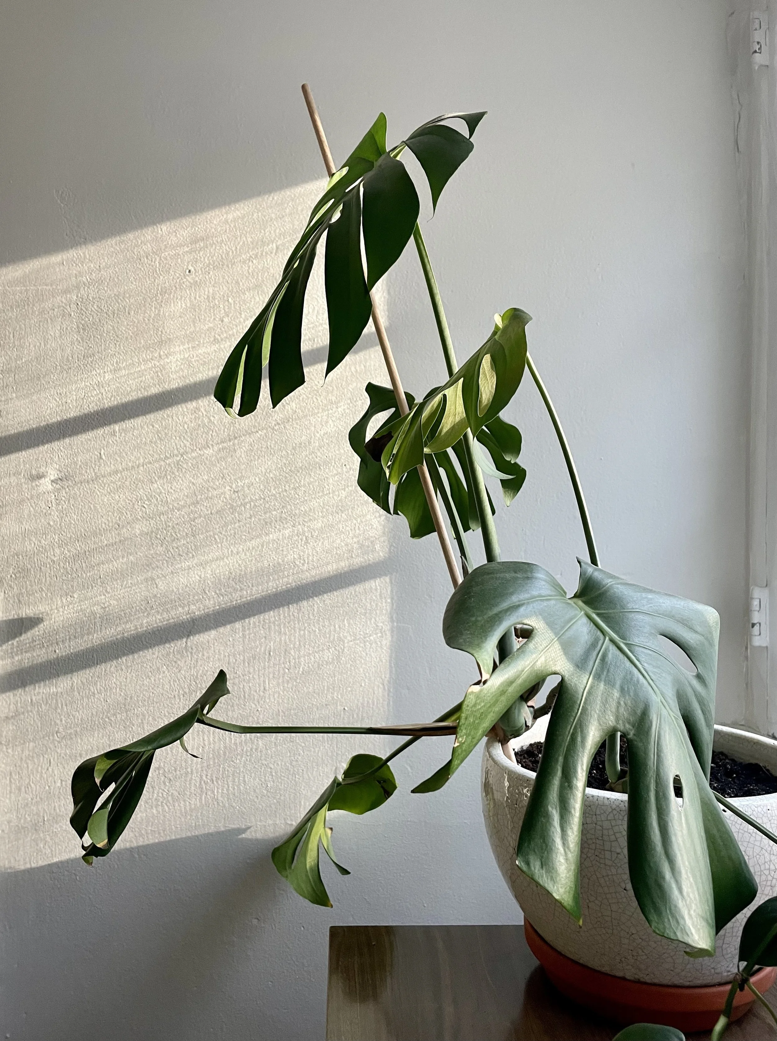 A potted Monstera plant with large green leaves, some with natural holes, placed on a wooden surface near a white wall with sunlight casting shadows.