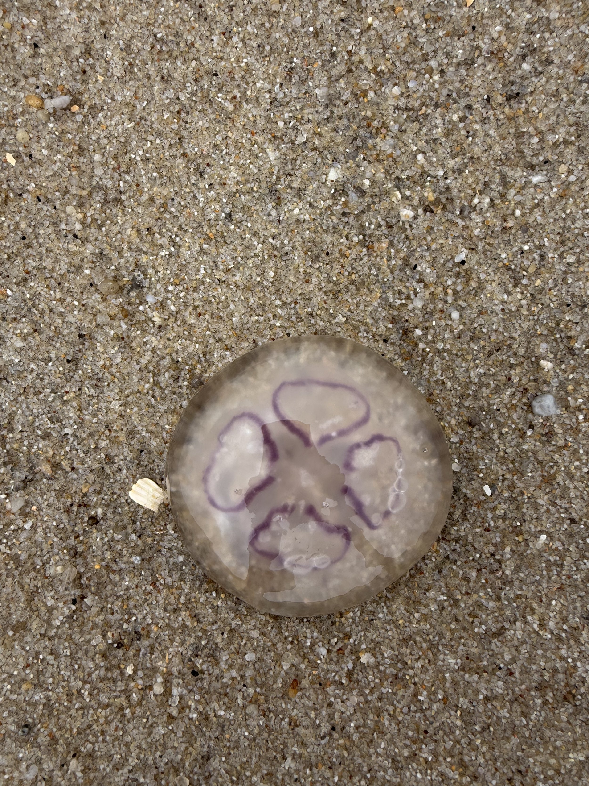 Curiously symmetrical jellyfish
