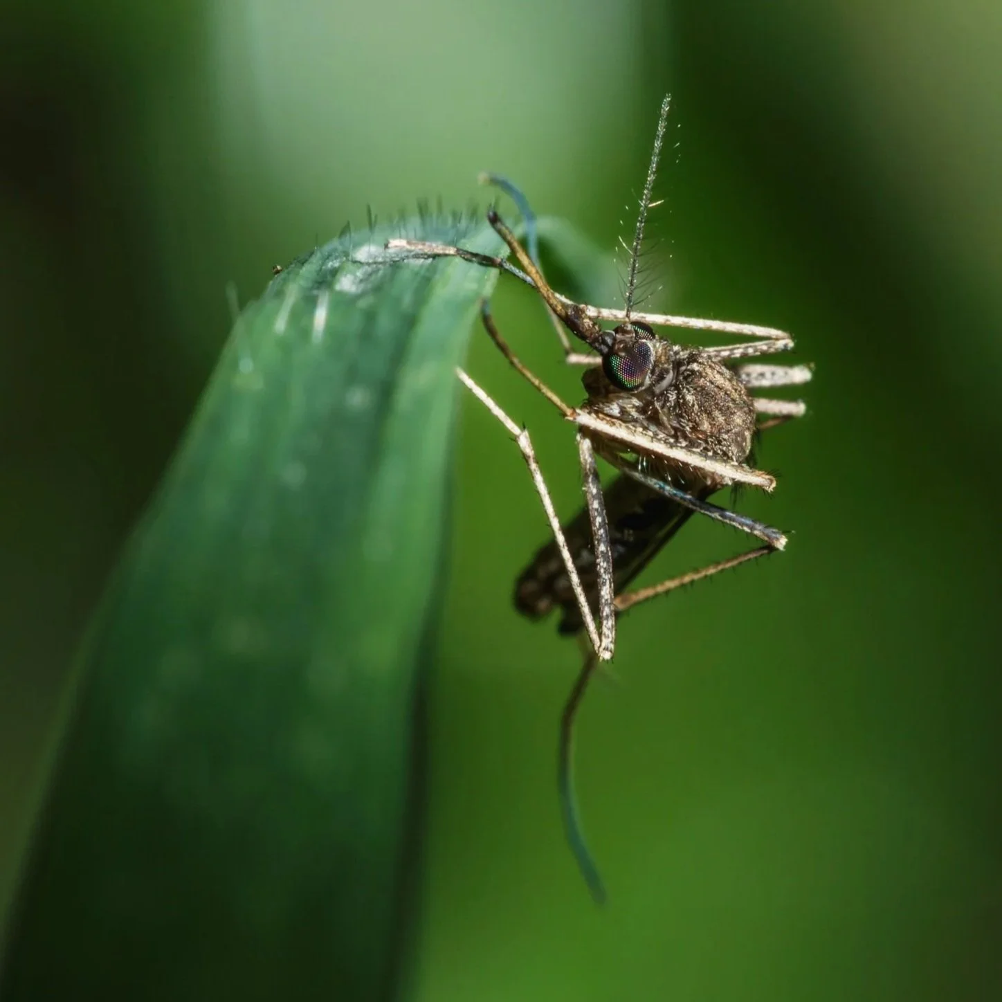 World Dengue Day | One World Against Dengue