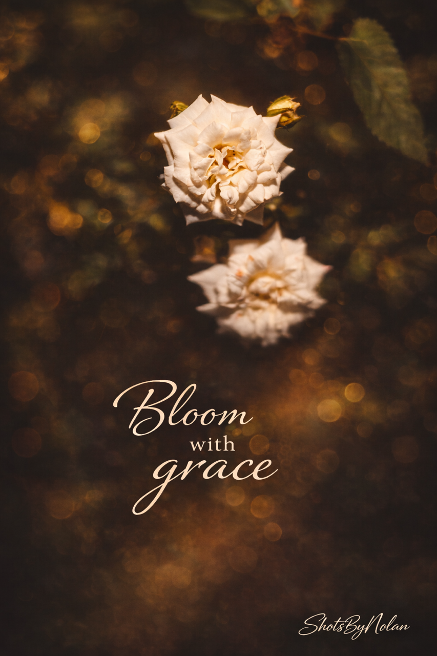 A white rose with a reflection on the water below. The background is dark with golden bokeh lights. The text says "Bloom with grace" and is signed "ShotsByNolan."