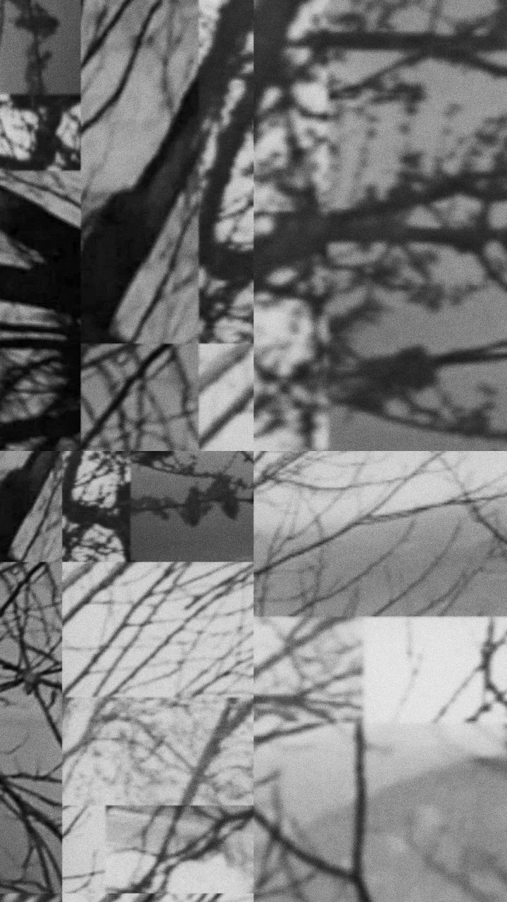 Black and white collage of tree branches and shadows.