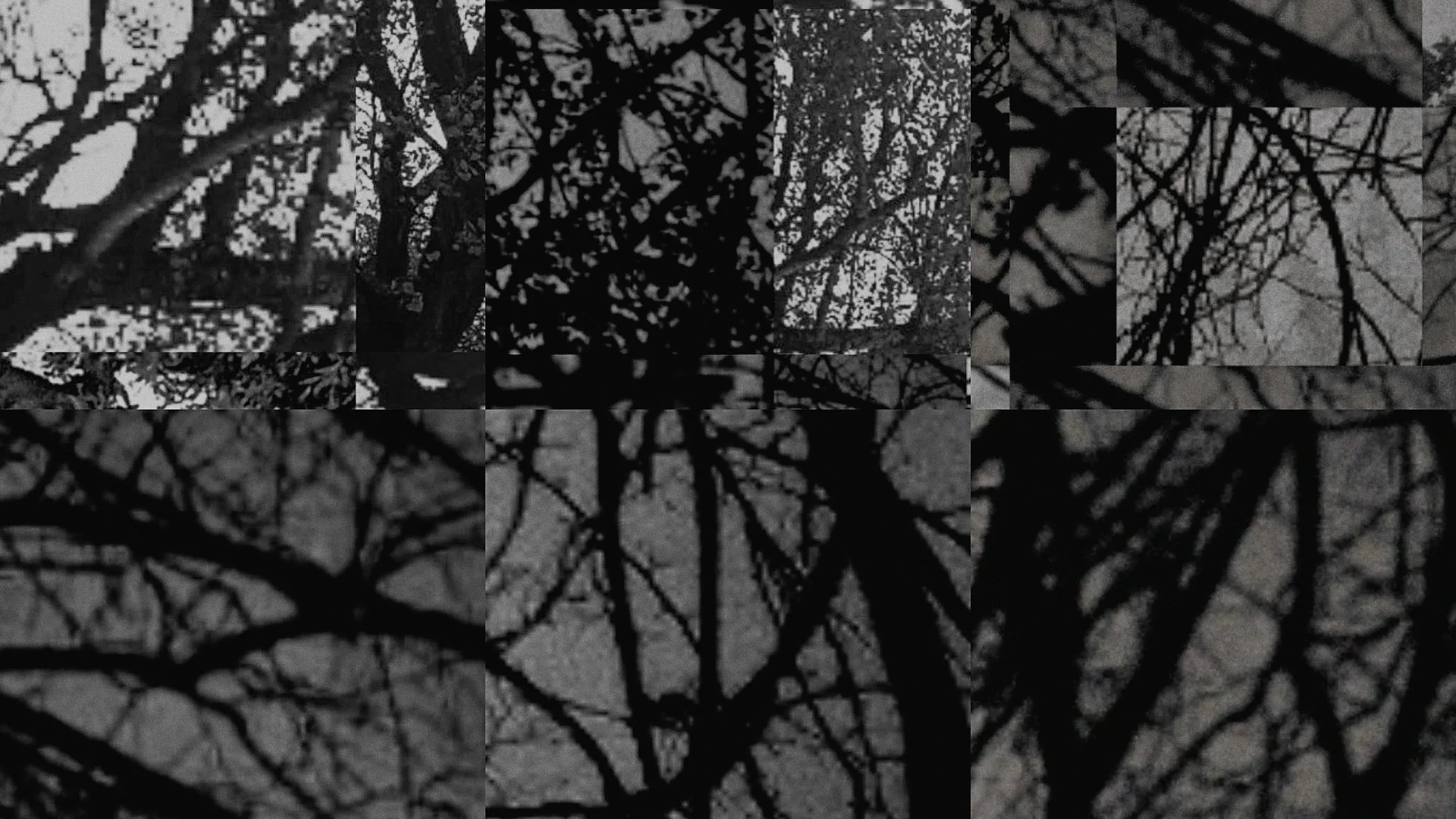 A collage of multiple black and white images showing tree branches silhouetted against the sky.