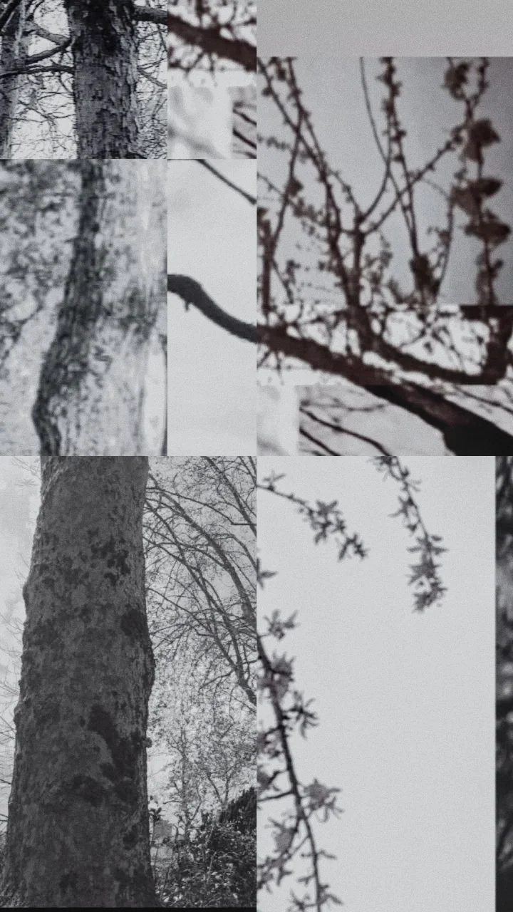 A digitally manipulated collage of tree trunks and branches on a gray sky background.